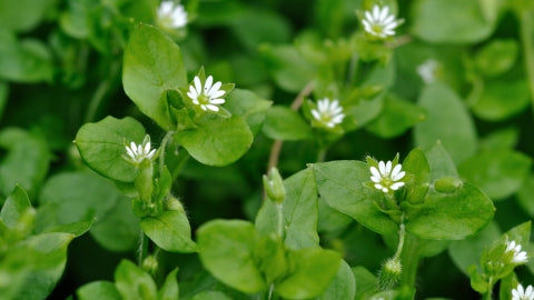 Herb Harvesting Chickweed oil and Nettle Powder