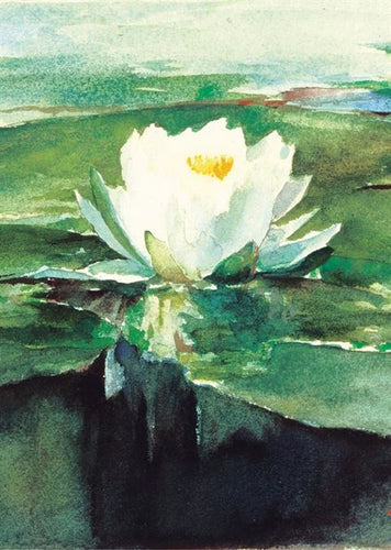 Museums & Galleries - Water Lily - Sympathy Card