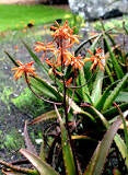 Naturopharm Aloe Socotrina