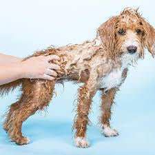 Shampooch-Shampoo for Sensitive Dogs