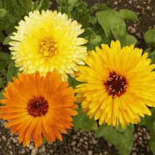 Naturopharm Calendula